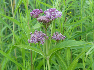 Asclepias  incarnata